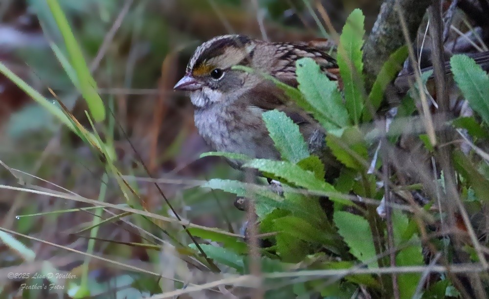 White-throated Sparrow - ML643662847