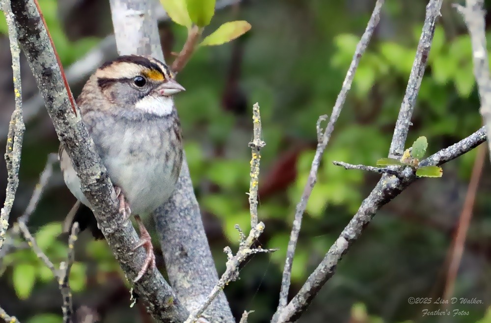 White-throated Sparrow - ML643662848