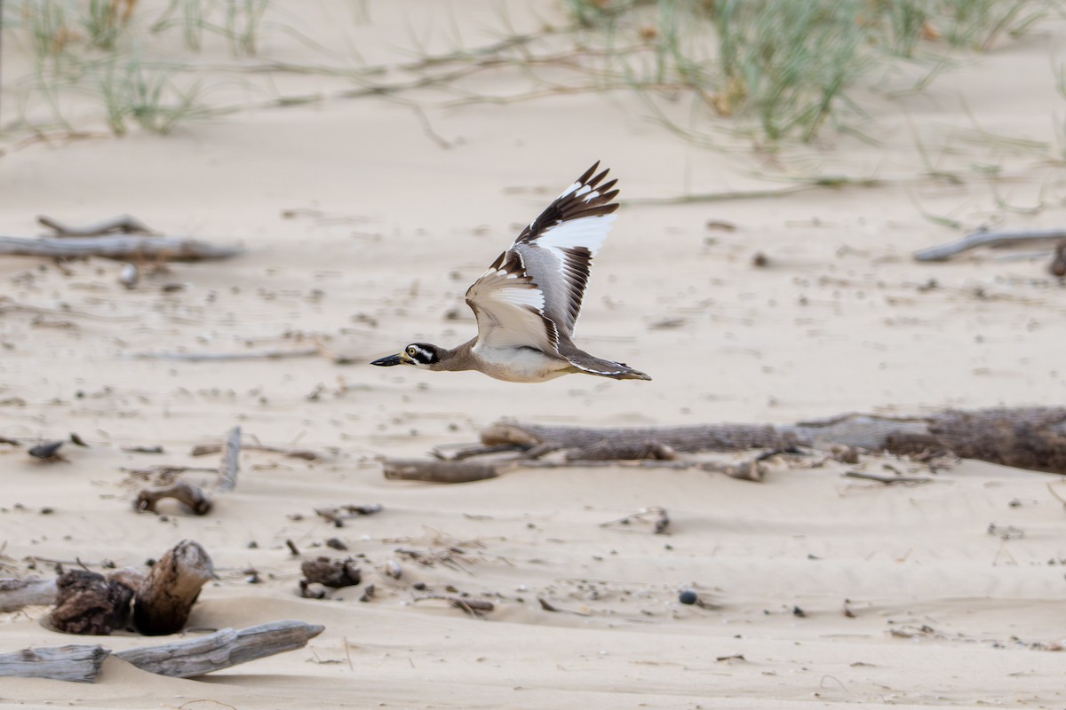 Beach Thick-knee - ML643662849