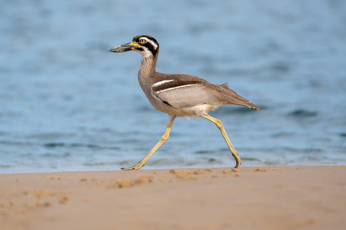 Beach Thick-knee - ML643662850