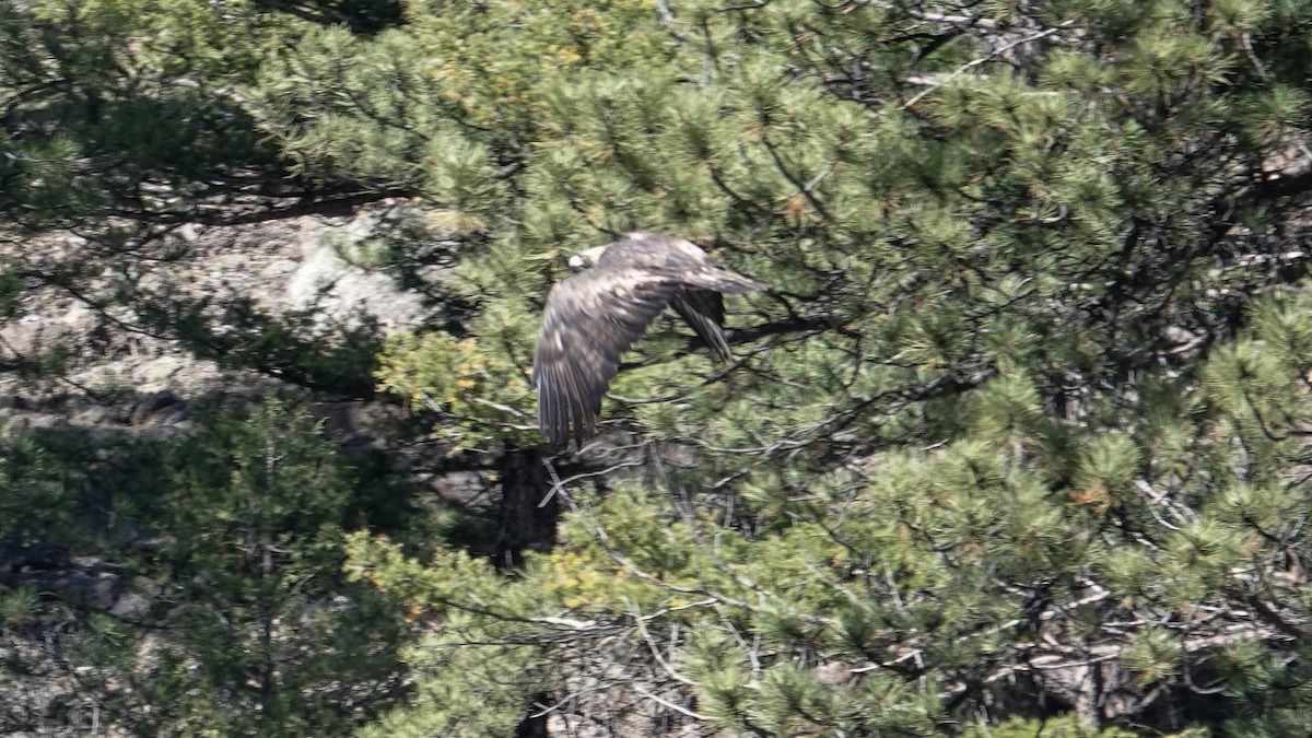 Цармын бүргэд - ML643662853