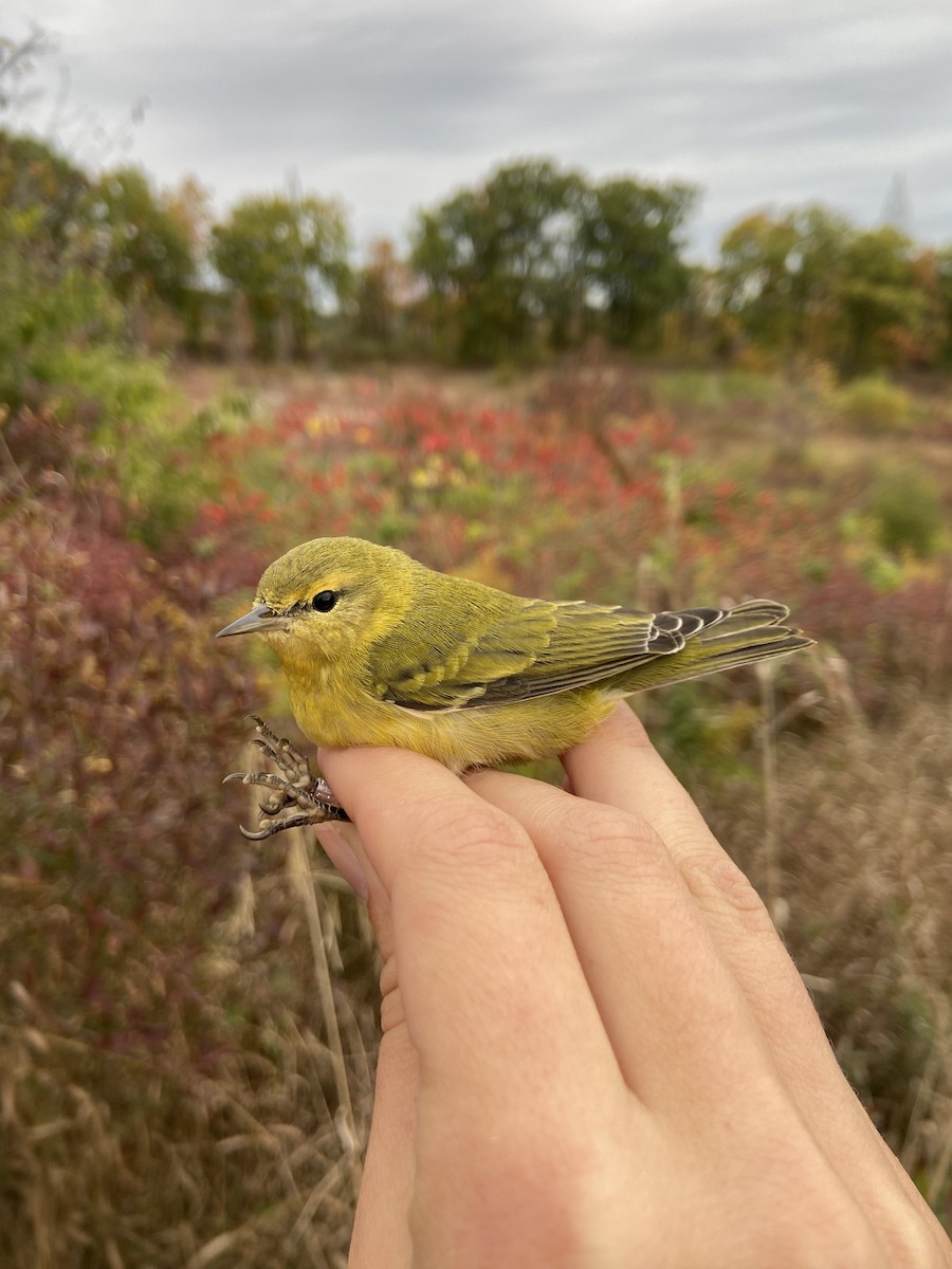 Tennessee Warbler - ML643662859