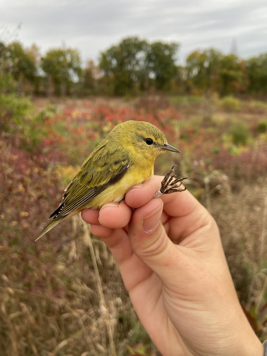 Tennessee Warbler - ML643662860