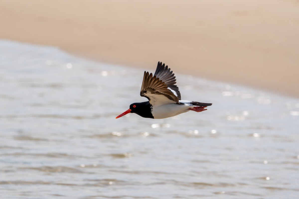 Pied Oystercatcher - ML643662861