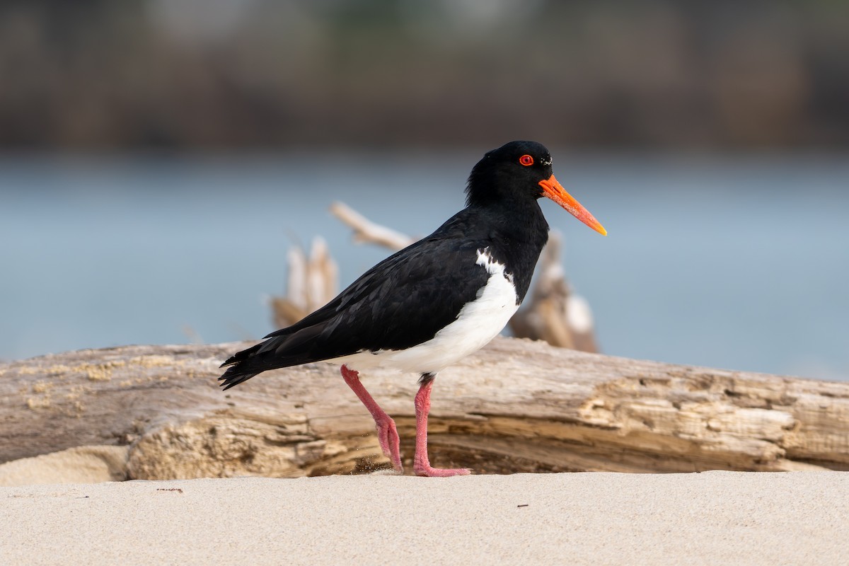 Pied Oystercatcher - ML643662862