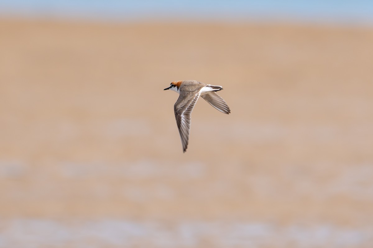 Red-capped Plover - ML643662879