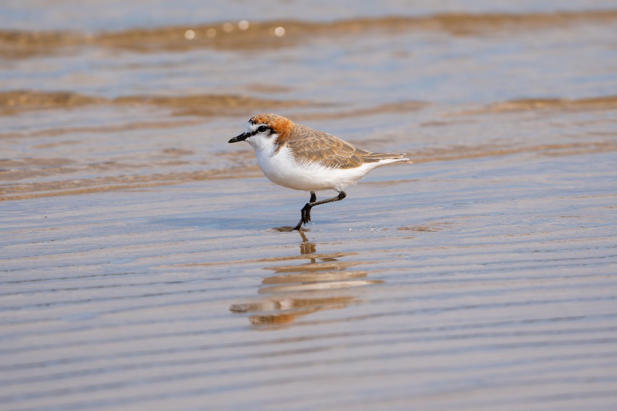 Red-capped Plover - ML643662880