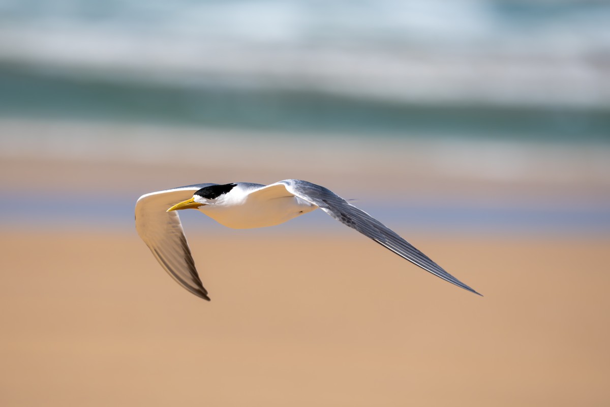 Great Crested Tern - ML643662889