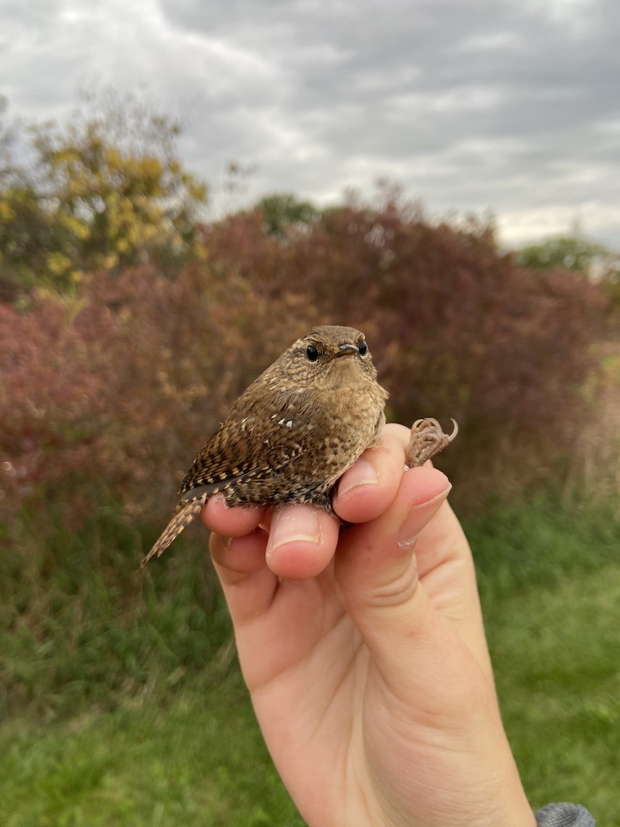 Winter Wren - ML643662911