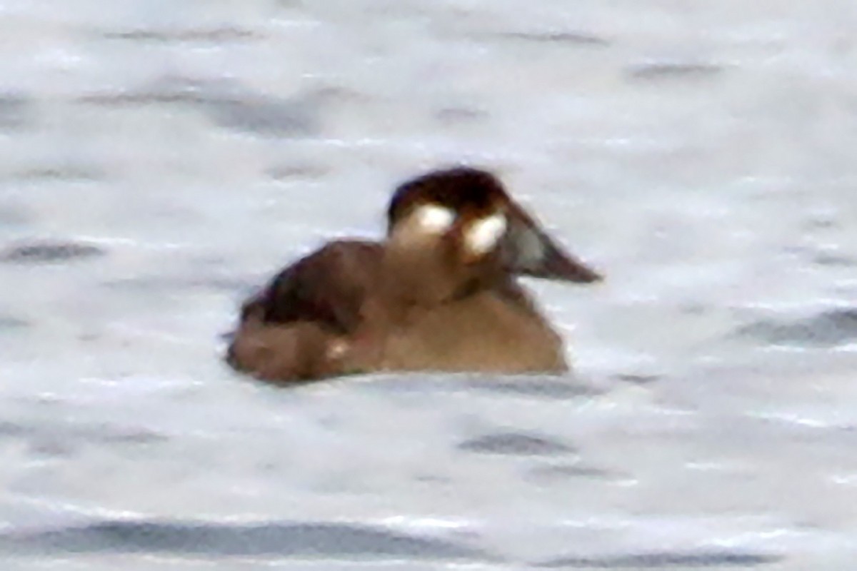 Surf Scoter - ML643662914