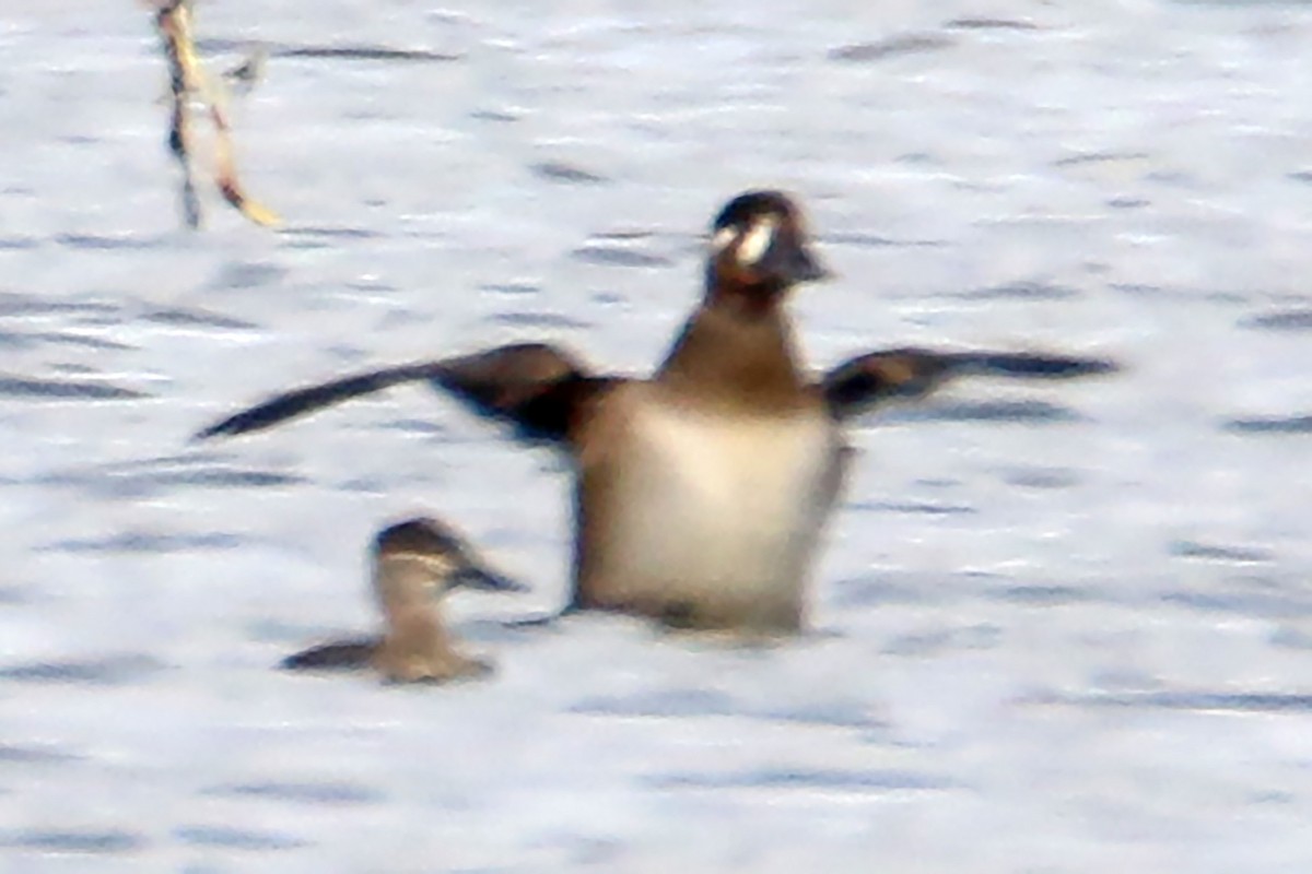 Surf Scoter - ML643662915