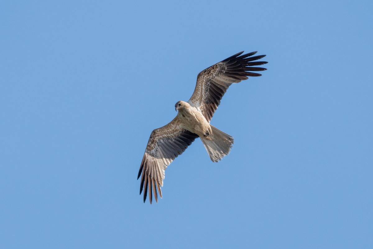 Whistling Kite - ML643662925