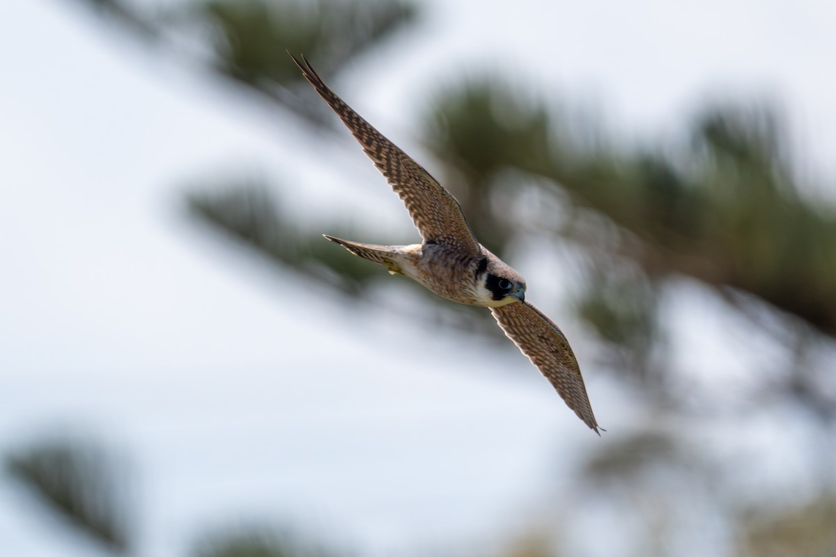 Australian Hobby - ML643662930