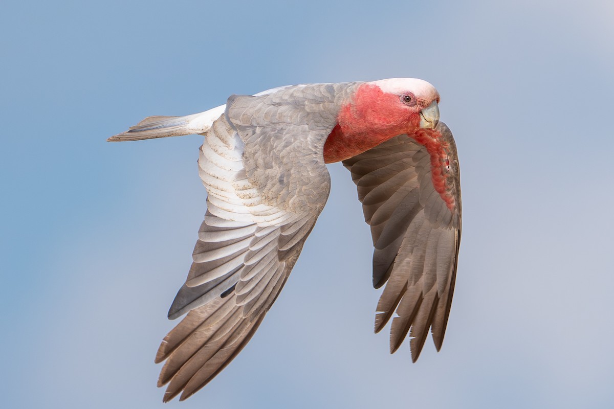 Galah - ML643662937