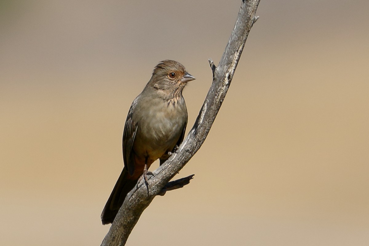 California Towhee - ML643662971