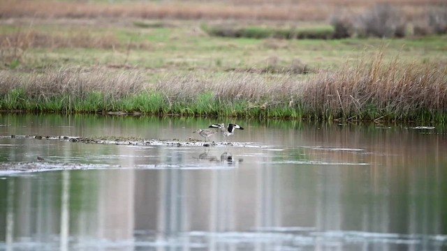 Schlammtreter (semipalmata) - ML643662972