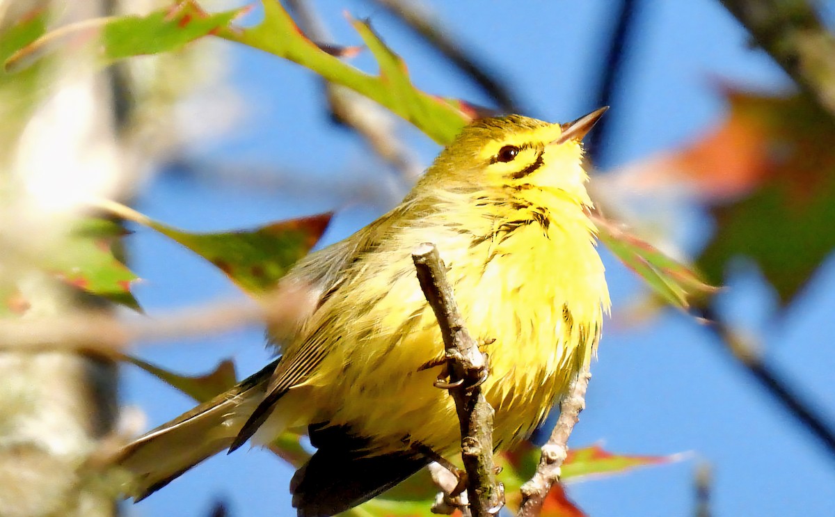 Prairie Warbler - ML643663030