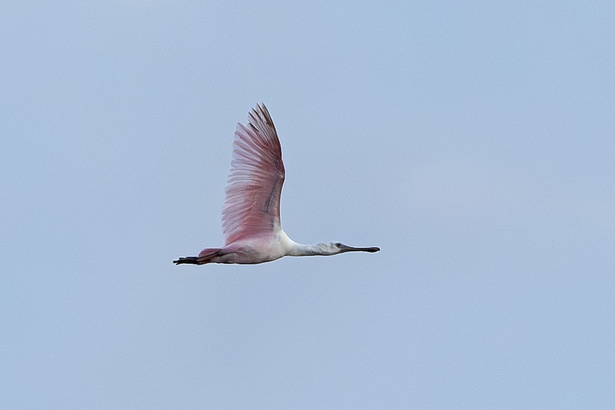 Roseate Spoonbill - ML643663038