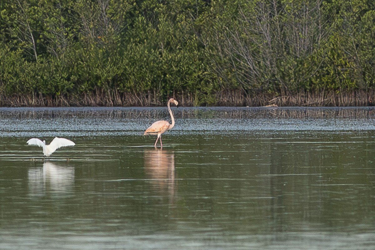 American Flamingo - ML643663060