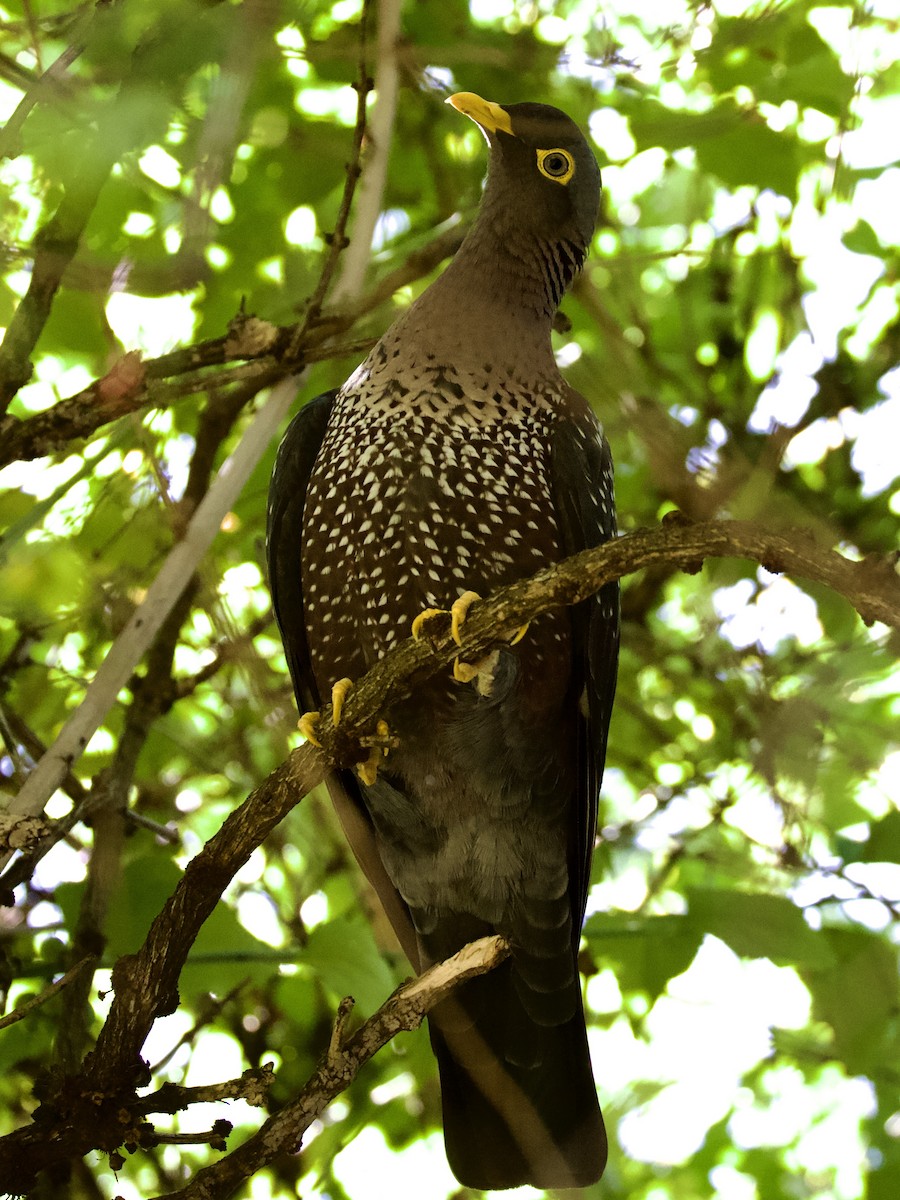 Rameron Pigeon - ML643663062