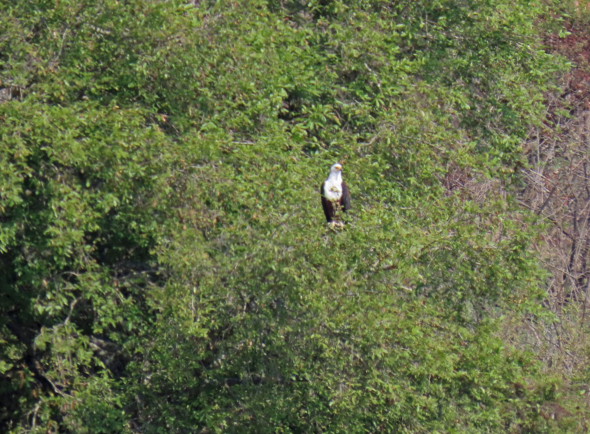 African Fish-Eagle - ML643663068