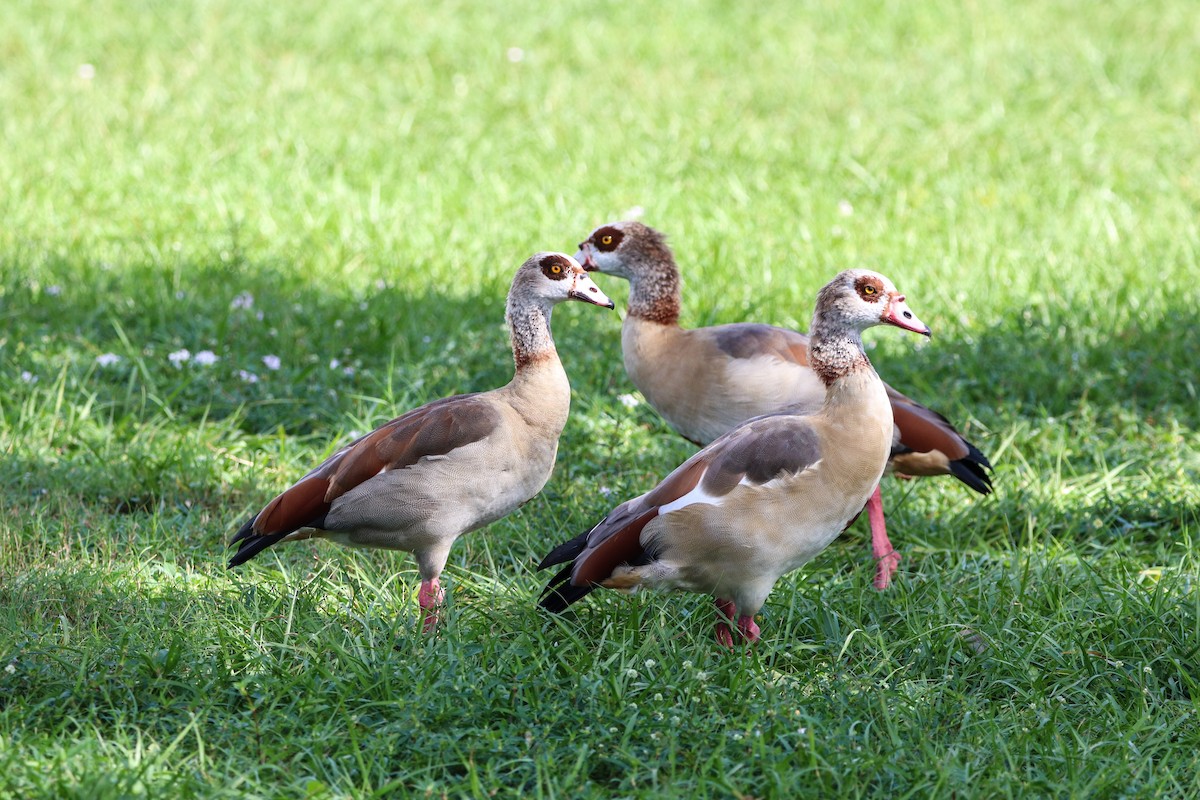 Egyptian Goose - ML643663070