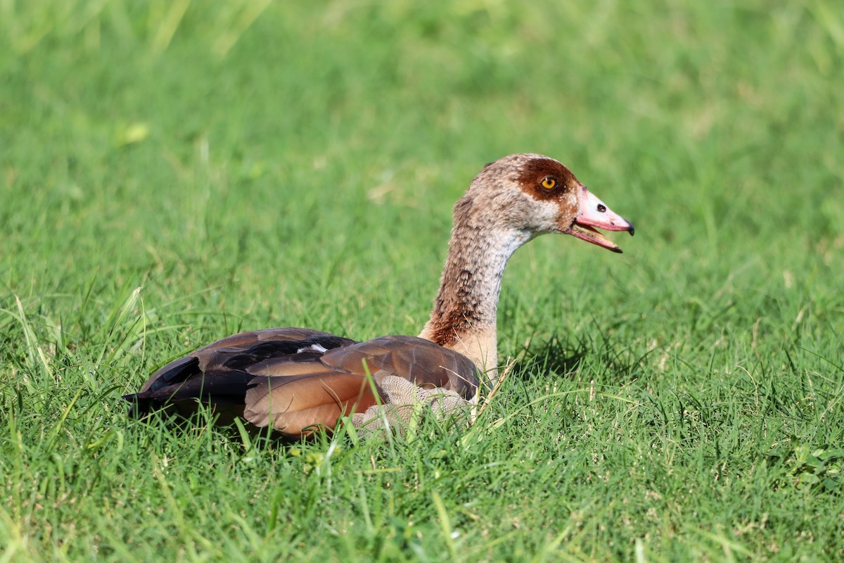 Egyptian Goose - ML643663071