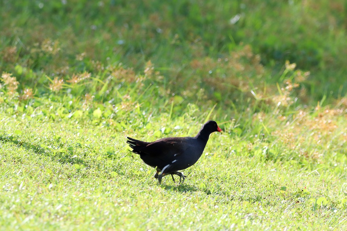 Common Gallinule - ML643663081
