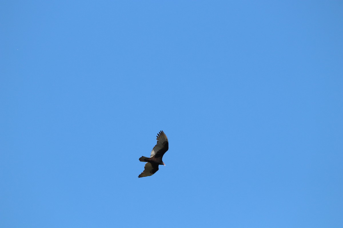 Turkey Vulture - ML643663086