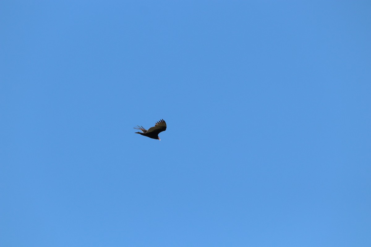 Turkey Vulture - ML643663087