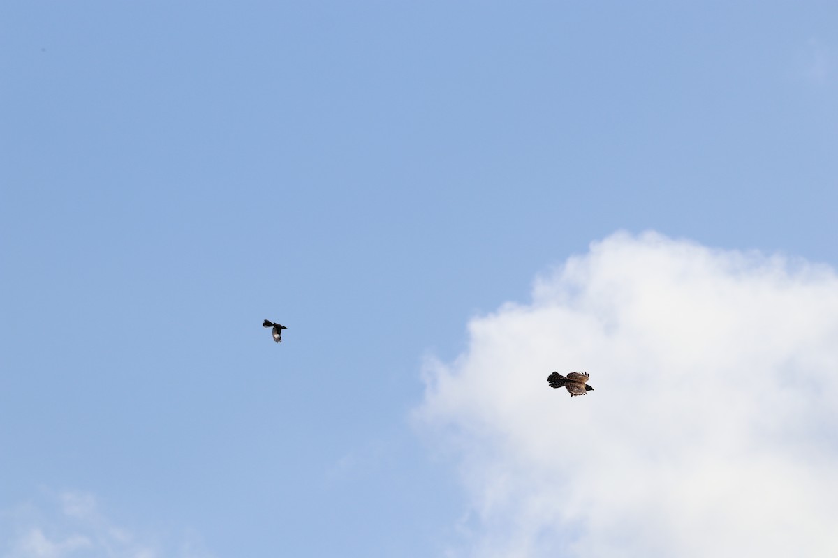 Red-shouldered Hawk - ML643663093