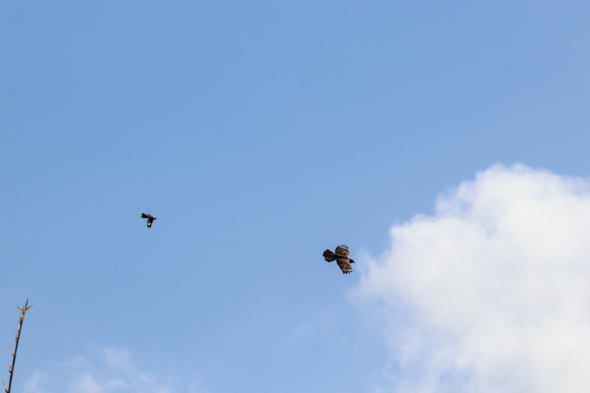 Red-shouldered Hawk - ML643663094