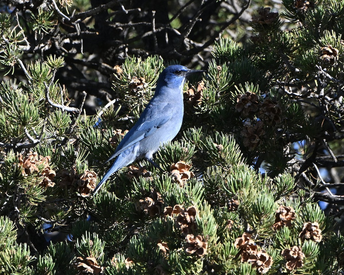 Pinyon Jay - ML643663096