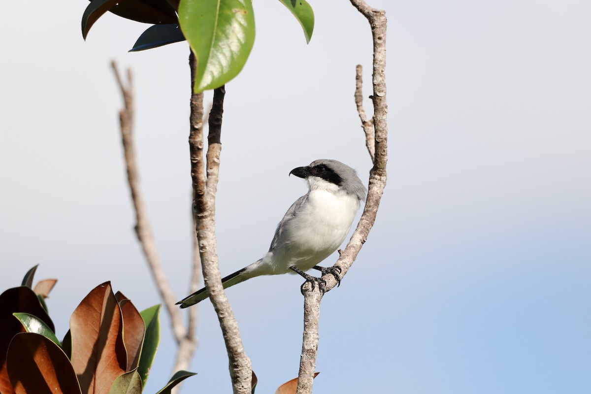 Loggerhead Shrike - ML643663097