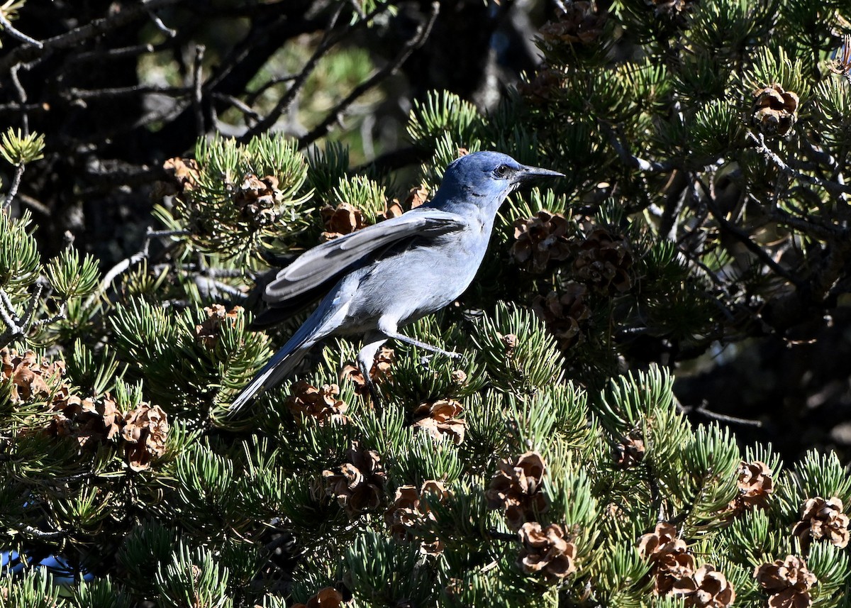 Pinyon Jay - ML643663100
