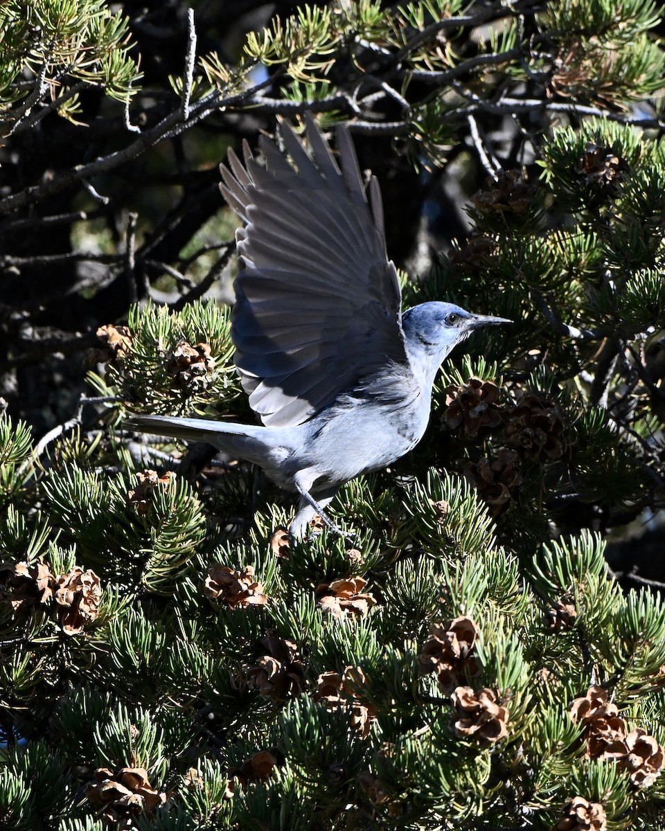 Pinyon Jay - ML643663101