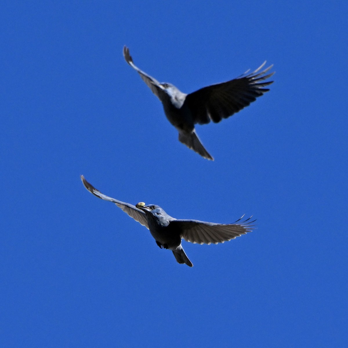 Pinyon Jay - ML643663104