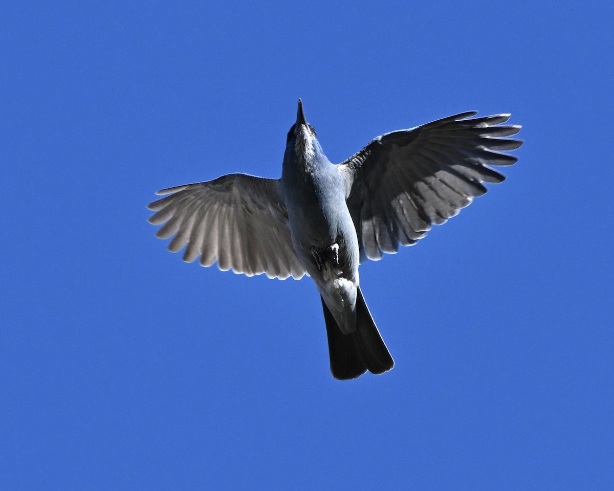 Pinyon Jay - ML643663107