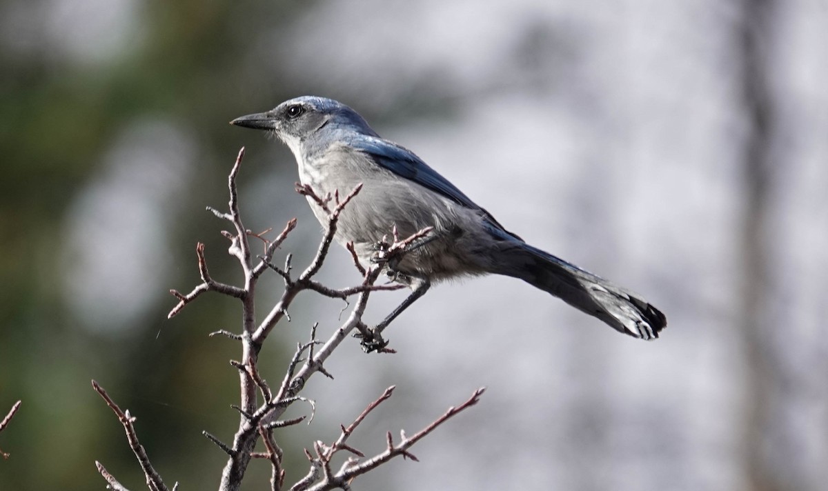 Woodhouse's Scrub-Jay - ML643663114