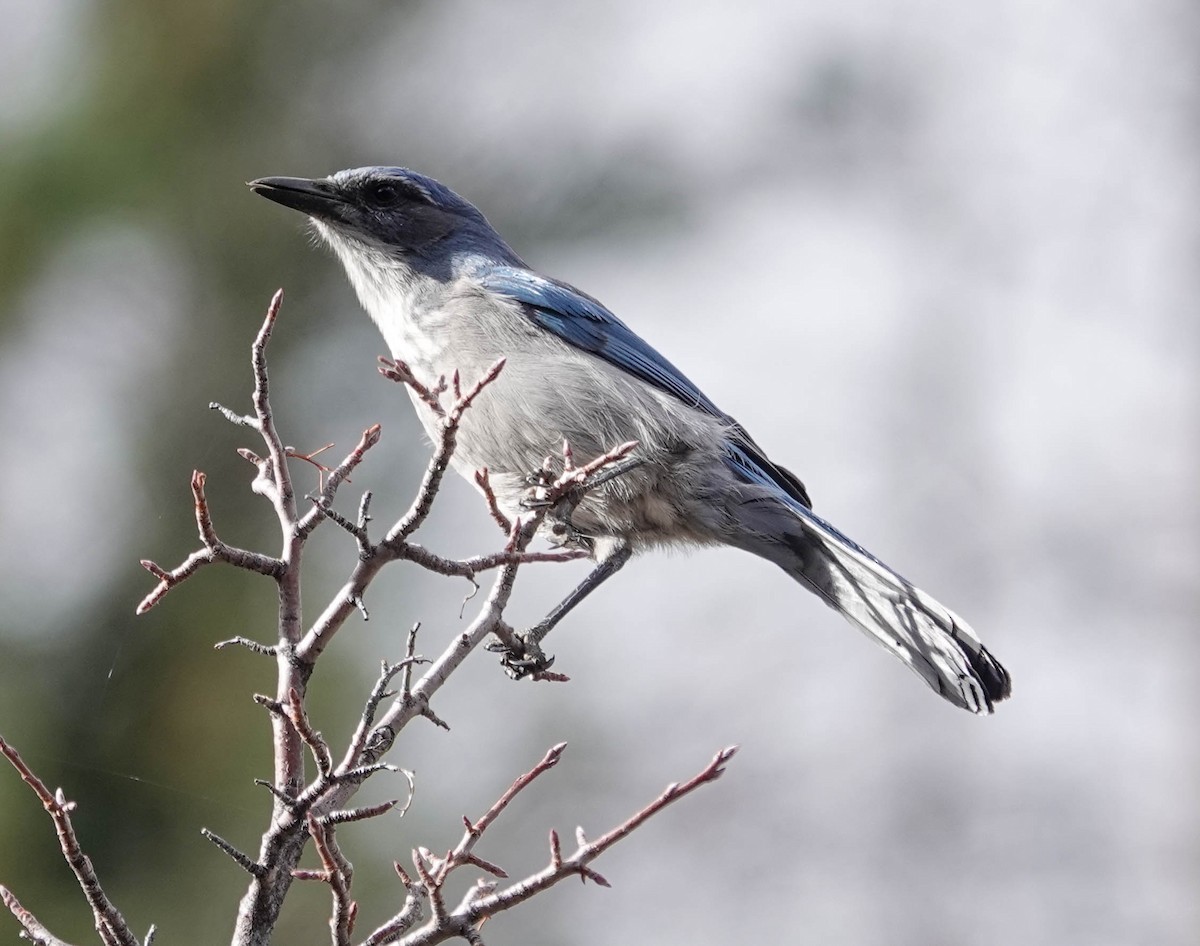 Woodhouse's Scrub-Jay - ML643663115