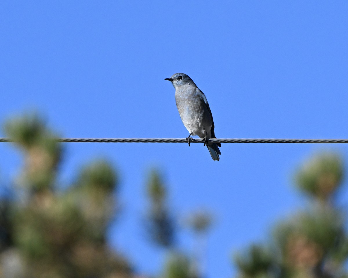 Mountain Bluebird - ML643663117
