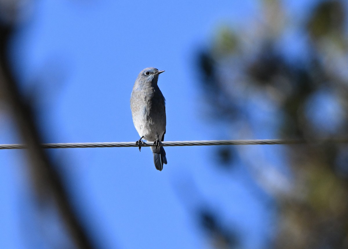 Mountain Bluebird - ML643663119