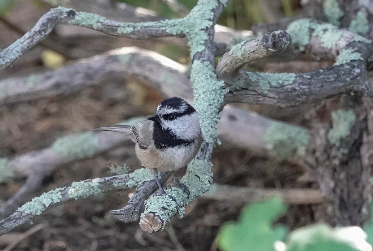 sýkora horská - ML643663136