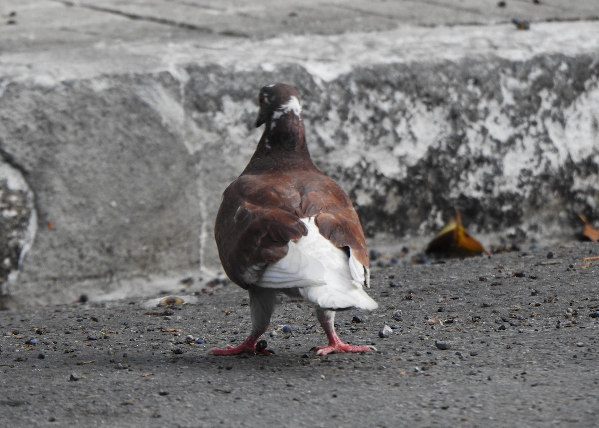 Pigeon biset (forme domestique) - ML643663167