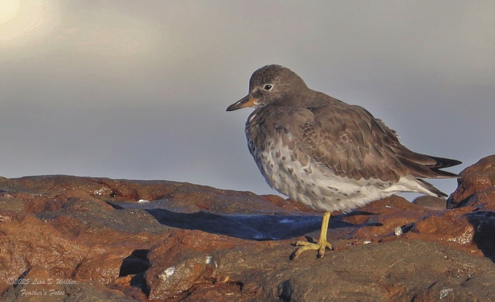 Surfbird - ML643663172
