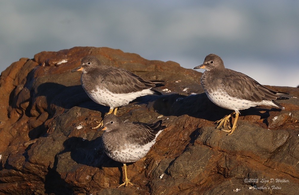 Surfbird - ML643663173