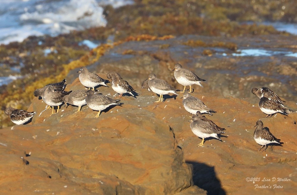 Surfbird - ML643663174