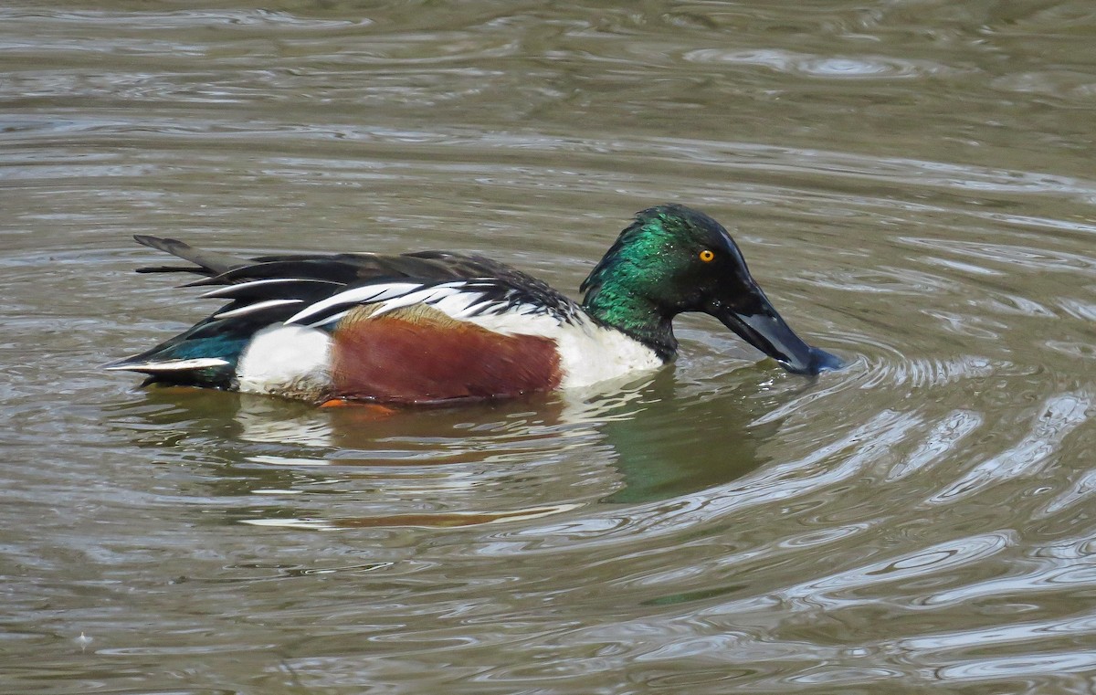 Northern Shoveler - ML643663178