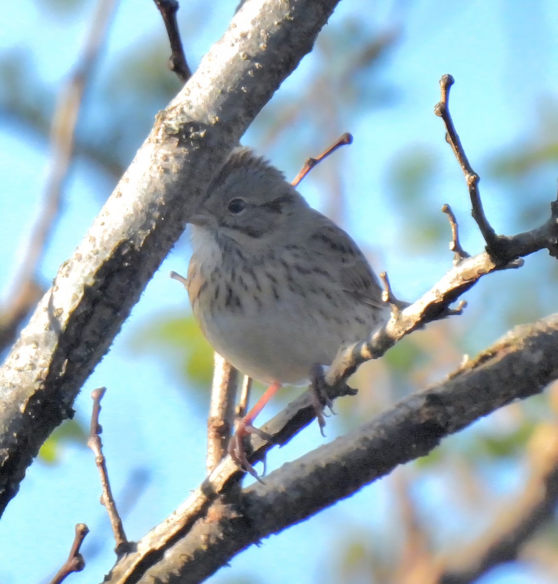 Lincoln's Sparrow - ML643663192