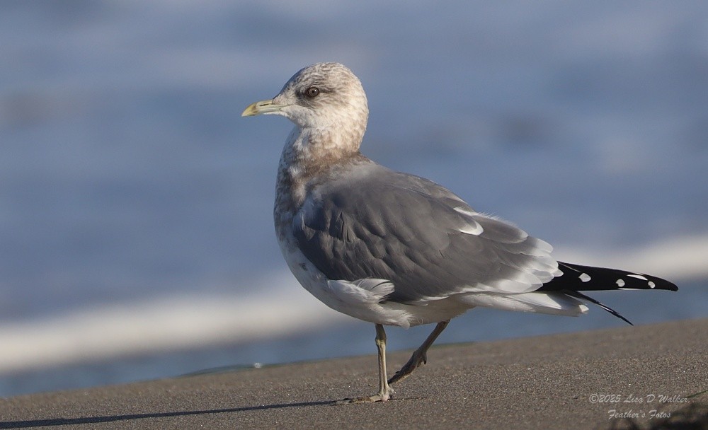 Short-billed Gull - ML643663198